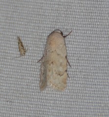 Leucocnemis perfundis