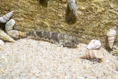 Bathygobius soporator