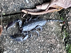 Opisthacanthus validus