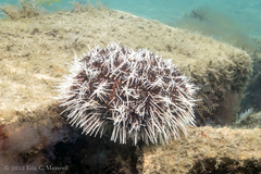 Tripneustes ventricosus