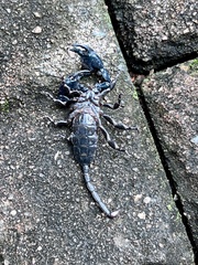 Opisthacanthus validus