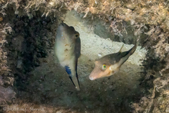 Canthigaster rostrata