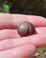 Sauroconcha corneovirens