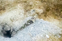 Bathygobius soporator