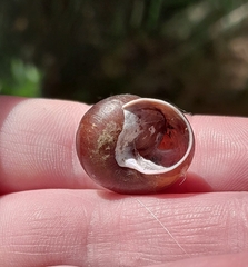 Sauroconcha corneovirens