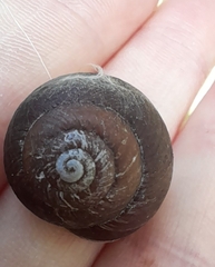 Sauroconcha corneovirens