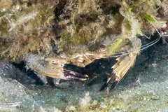 Charybdis hellerii