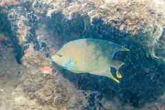 Holacanthus bermudensis
