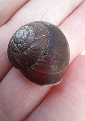 Sauroconcha corneovirens