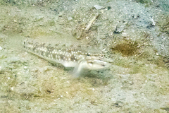 Coryphopterus glaucofraenum