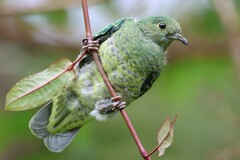 Ptilinopus porphyreus