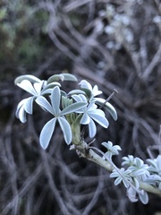 Lupinus paynei