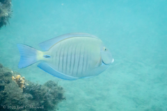 Acanthurus chirurgus