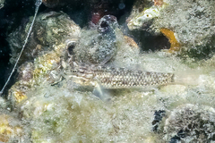 Coryphopterus dicrus