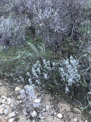 Lupinus paynei