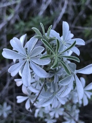 Lupinus paynei