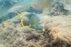 Holacanthus bermudensis