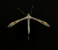 Platyptilia celidotus
