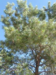 Pinus cembroides