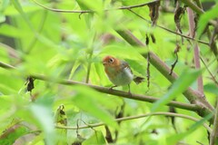 Phylloscopus grammiceps