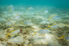 Caranx bartholomaei