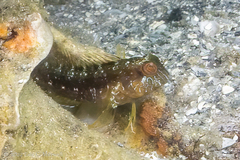 Parablennius marmoreus