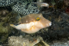 Canthigaster rostrata