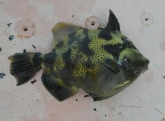 Pseudobalistes naufragium