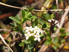 Pimelea alpina