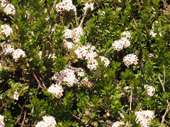 Pimelea alpina