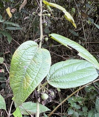 Passiflora monadelpha