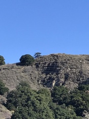 Pseudotsuga macrocarpa