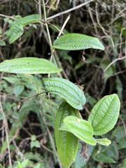 Passiflora monadelpha