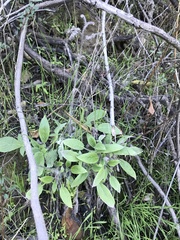 Phacelia imbricata