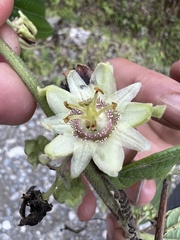 Passiflora monadelpha
