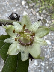 Passiflora monadelpha