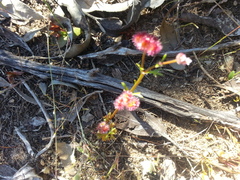 Trachymene cyanopetala