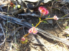 Trachymene cyanopetala