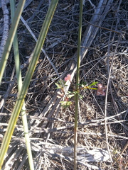 Trachymene cyanopetala