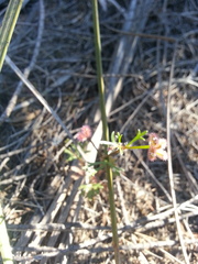 Trachymene cyanopetala
