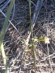 Trachymene cyanopetala