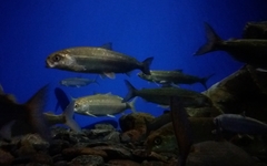 Coregonus migratorius