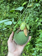 Passiflora
