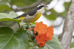 Coereba flaveola