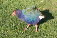 Porphyrio hochstetteri