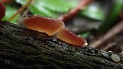 Auricularia auricula-judae
