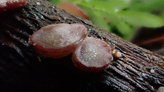 Auricularia auricula-judae