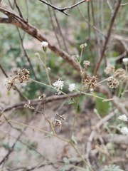 Florestina tripteris