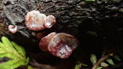 Auricularia auricula-judae