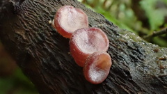 Auricularia auricula-judae